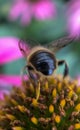 Pink Echinacea with Bees Royalty Free Stock Photo