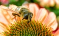 Pink Echinacea with Bees Royalty Free Stock Photo