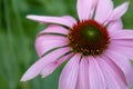 Pink echinacea cone flower in full summer bloom Royalty Free Stock Photo