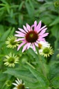 Pink Echinacea Cone Flower Royalty Free Stock Photo