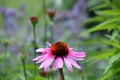 Pink Echinacea cone flower single flower bud. Royalty Free Stock Photo