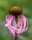 Pink Echinacea Coneflower Bloom in Soft Focus Royalty Free Stock Photo