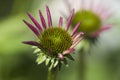 Pink Echinacea Coneflower Blossom Opening UP Closeup Royalty Free Stock Photo