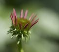 Pink Echinacea Coneflower Bud Opening Royalty Free Stock Photo