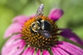 Pink Echinacea Coneflower and Bumble Bee Closeup Royalty Free Stock Photo