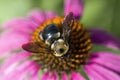 Pink Echinacea Coneflower and Bumble Bee Closeup Royalty Free Stock Photo