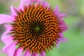 Pink Echinacea Coneflower Detail Royalty Free Stock Photo