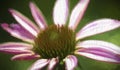 Pink Echinacea Coneflower Digitally Painted Royalty Free Stock Photo