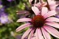 Pink Echinacea Coneflower Flower Garden Bokeh Background Royalty Free Stock Photo