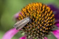 Pink Echinacea Coneflower and Love Bug Plecia nearctica  Closeup Royalty Free Stock Photo