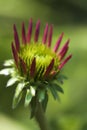 Pink Echinacea Coneflower Opening Bud Digitally Painted Royalty Free Stock Photo