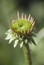 Pink Echinacea Coneflower Opening Bud Royalty Free Stock Photo