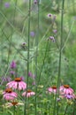 Pink echinacea coneflowers growing amongst tall purple verbena flowers in a mature garden. Royalty Free Stock Photo