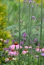 Pink echinacea coneflowers growing amongst tall purple verbena flowers in a mature garden. Royalty Free Stock Photo