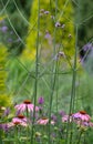 Pink echinacea coneflowers growing amongst tall purple verbena flowers in a mature garden. Royalty Free Stock Photo