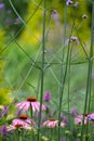 Pink echinacea coneflowers growing amongst tall purple verbena flowers in a mature garden. Royalty Free Stock Photo