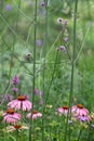 Pink echinacea coneflowers growing amongst tall purple verbena flowers in a mature garden. Royalty Free Stock Photo