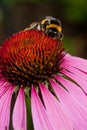 Pink Echinacea flower Royalty Free Stock Photo