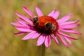 Pink Echinacea flower with bees Royalty Free Stock Photo