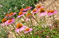 Pink echinacea flower garden Royalty Free Stock Photo