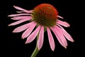 Pink echinacea flower Royalty Free Stock Photo