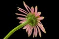 Pink echinacea flower Royalty Free Stock Photo