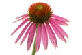 Pink echinacea flower Royalty Free Stock Photo