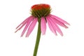 Pink echinacea flower Royalty Free Stock Photo