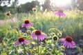 Pink echinacea flowers against the evening sun in the summer garden. Royalty Free Stock Photo