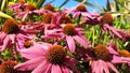 Pink Echinacea flowers bloom in a field against a blue sky on a sunny day. Royalty Free Stock Photo