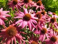 Pink echinacea flowers bloom in a field on a sunny day Royalty Free Stock Photo