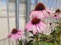 Pink echinacea flowers bloom in a flowerbed Royalty Free Stock Photo