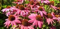 Pink echinacea flowers bloom in the garden Royalty Free Stock Photo