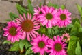 Pink Echinacea flowers in bloom Royalty Free Stock Photo