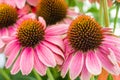 Pink Echinacea flowers in bloom Royalty Free Stock Photo