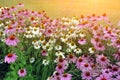 Pink Echinacea Flowers. Close up of pink echinacea flowers Royalty Free Stock Photo