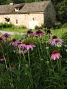 Pink echinacea flowers in foreground of colonial stone building