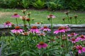 Group of pink echinacea flowers blooming in a garden with a wood fence. Royalty Free Stock Photo