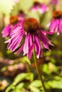Pink Echinacea flowers on green nature Royalty Free Stock Photo