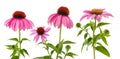 Pink echinacea flowers Royalty Free Stock Photo