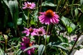 Pink echinacea flowers in soft focus in a garden in a sunny summer day Royalty Free Stock Photo