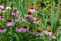 Pink echinacea flowers in soft focus in a garden in a sunny summer day Royalty Free Stock Photo