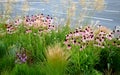 Pink prairie garden perennial flowerbed with a different set of flowers of a flowerbed of a larger plant just flowering Royalty Free Stock Photo