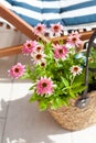 Pink Echinacea purpurea Butterfly Kisses in a grass basket on the terrace - beautiful bee friendly perrenial Coneflowers Royalty Free Stock Photo