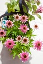 Pink Echinacea purpurea Butterfly Kisses in a grass basket on the terrace - beautiful bee friendly perrenial Coneflowers Royalty Free Stock Photo