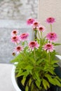 Pink Echinacea purpurea Butterfly Kisses in a pot on the terrace - beautiful bee friendly perrenial Coneflowers Royalty Free Stock Photo