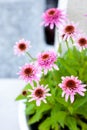 Pink Echinacea purpurea Butterfly Kisses in a pot on the terrace - beautiful bee friendly perrenial Coneflowers Royalty Free Stock Photo