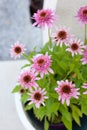 Pink Echinacea purpurea Butterfly Kisses in a pot on the terrace - beautiful bee friendly perrenial Coneflowers Royalty Free Stock Photo