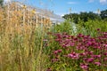 Pink echinacea purpurea flowers, also known as coneflowers or rudbeckia, photographed at RHS Wisley garden in Surrey UK. Royalty Free Stock Photo