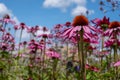 Pink echinacea purpurea flowers, also known as coneflowers or rudbeckia, photographed at RHS Wisley garden in Surrey UK. Royalty Free Stock Photo